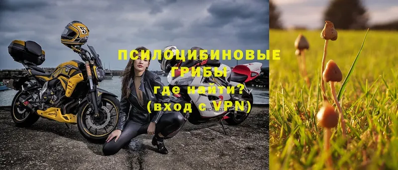 продажа наркотиков  гидра ссылки  Псилоцибиновые грибы Psilocybe  Агрыз 